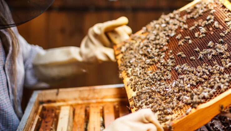 Arıcılara mesleki standart getirilecek