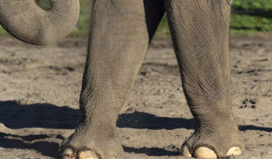 42 filden oluşan sürü köye saldırdı! Dört kişi ezilerek öldü